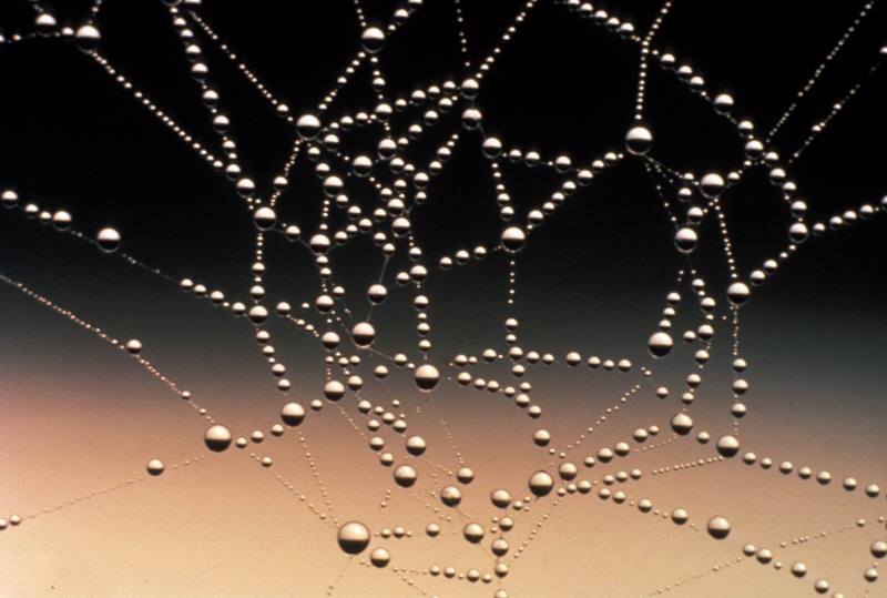 Spider Web Covered with Dew Drops {!--거미줄(미국)-->; DISPLAY FULL IMAGE.