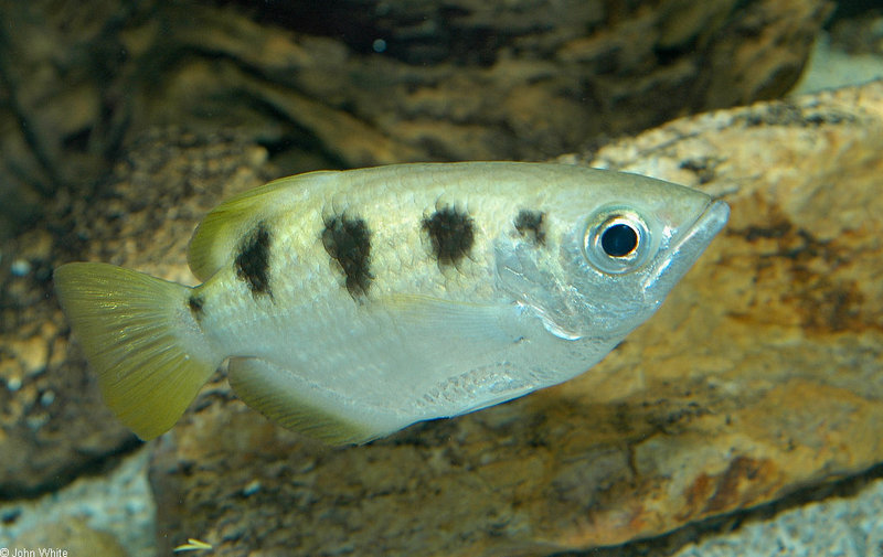 Archer Fish (Toxotes jaculatrix) - banded archerfish; DISPLAY FULL IMAGE.
