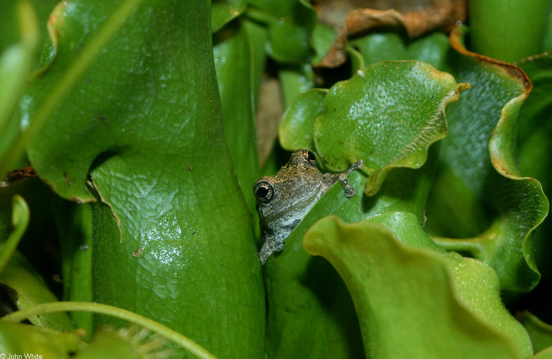 Gray Treefrog (Hyla versicolor); DISPLAY FULL IMAGE.