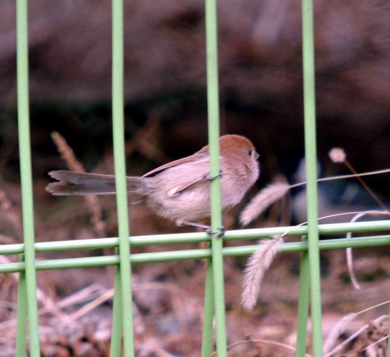 Vinous-throated Parrotbill (Paradoxornis webbianus) {!--붉은머리오목눈이-->; DISPLAY FULL IMAGE.