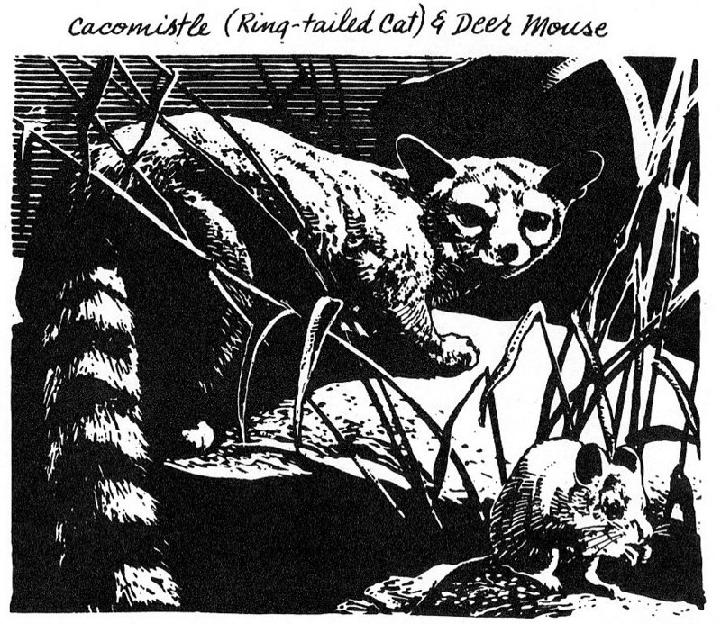 [Illust] Ringtail Cat (Bassariscus astutus) {!--알락꼬리고양이-->; DISPLAY FULL IMAGE.