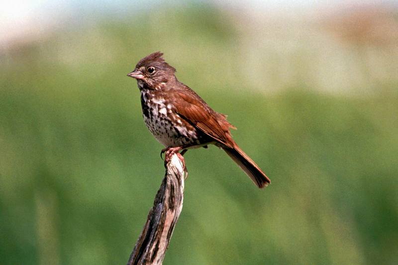 Fox Sparrow (Passerella iliaca) {!--큰멧참새-->; DISPLAY FULL IMAGE.