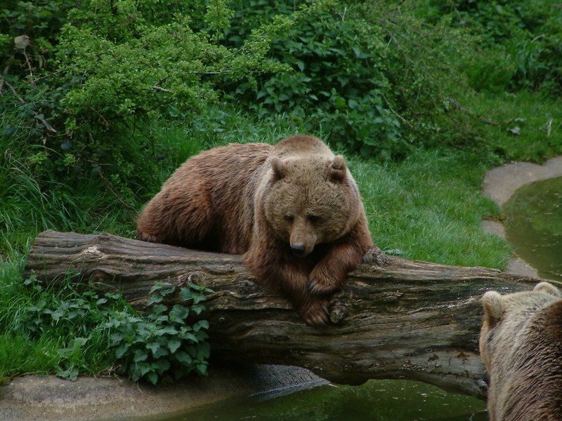 bear; DISPLAY FULL IMAGE.
