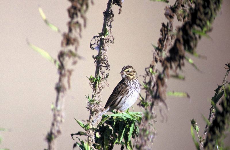 Savannah Sparrow (Passerculus sandwichensis) {!--사바나멧참새-->; DISPLAY FULL IMAGE.