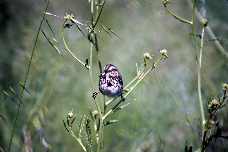 Song Sparrow (Melospiza melodia) {!--노래멧참새-->; DISPLAY FULL IMAGE.