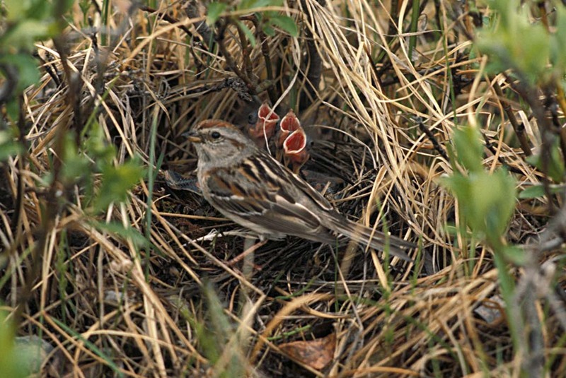 Tree Sparrow (Passer montanus) {!--참새-->; DISPLAY FULL IMAGE.