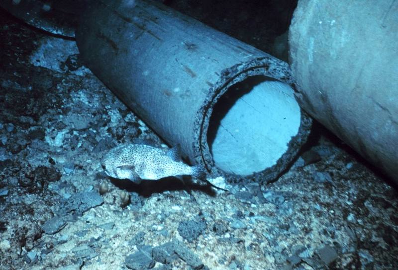Spot-fin Porcupinefish (Diodon hystrix) {!--쥐복-->; DISPLAY FULL IMAGE.