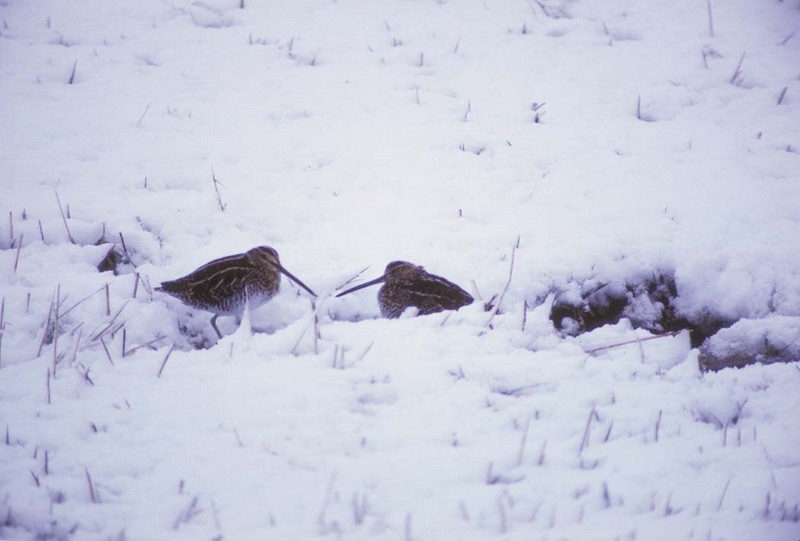 Common Snipe pair in snow (Gallinago gallinago) {!--꺅도요-->; DISPLAY FULL IMAGE.
