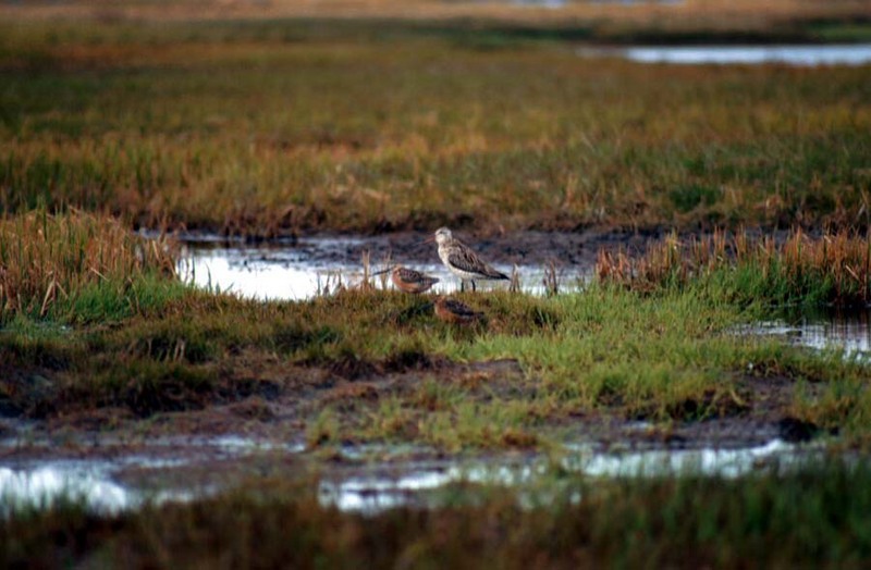 Bar-tailed Godwit (Limosa lapponica) {!--큰뒷부리도요-->; DISPLAY FULL IMAGE.