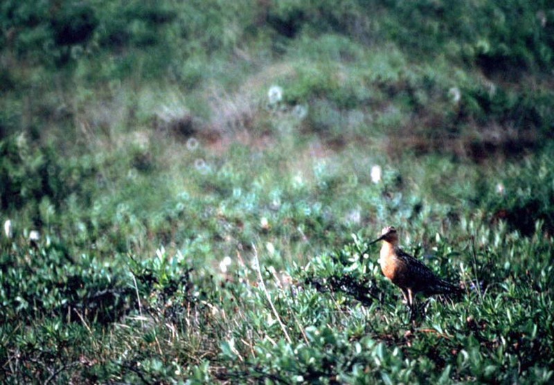 Bar-tailed Godwit (Limosa lapponica) {!--큰뒷부리도요-->; DISPLAY FULL IMAGE.