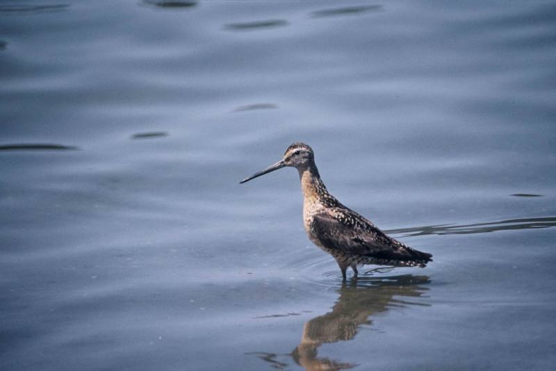 Long-billed Dowitcher (Limnodromus scolopaceus) {!--긴부리도요-->; DISPLAY FULL IMAGE.