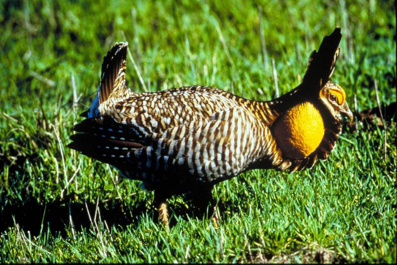 Attwater's Prairie-Chicken (Tympanuchus cupido attwateri) {!--큰초원뇌조(아종)-->; DISPLAY FULL IMAGE.