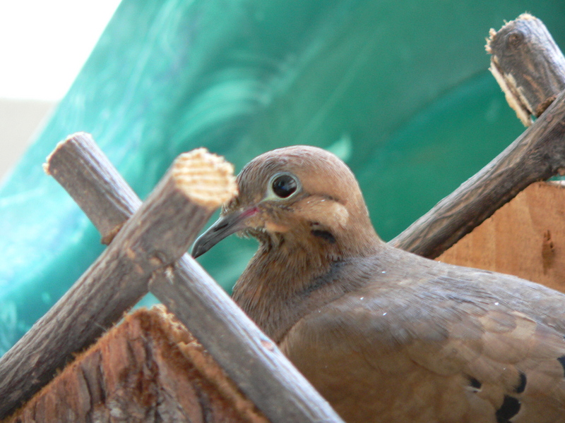 Mourning Dove- Nesting; DISPLAY FULL IMAGE.