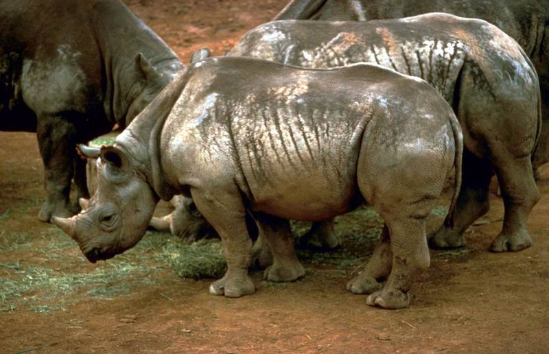 Black Rhinoceros (Diceros bicornis) {!--검은코뿔소-->; DISPLAY FULL IMAGE.