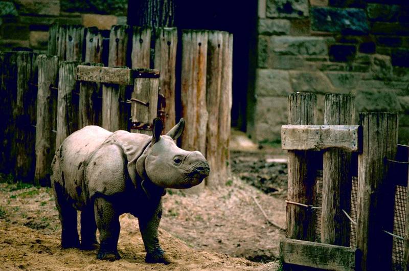 Indian Rhinoceros (Rhinoceros unicornis) {!--인도코뿔소-->; DISPLAY FULL IMAGE.