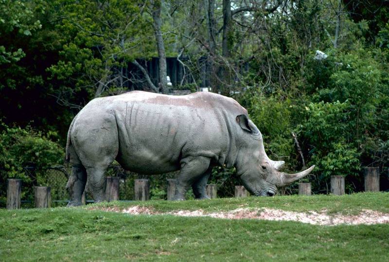 White Rhinoceros (Ceratotherium simum) {!--흰코뿔소-->; DISPLAY FULL IMAGE.