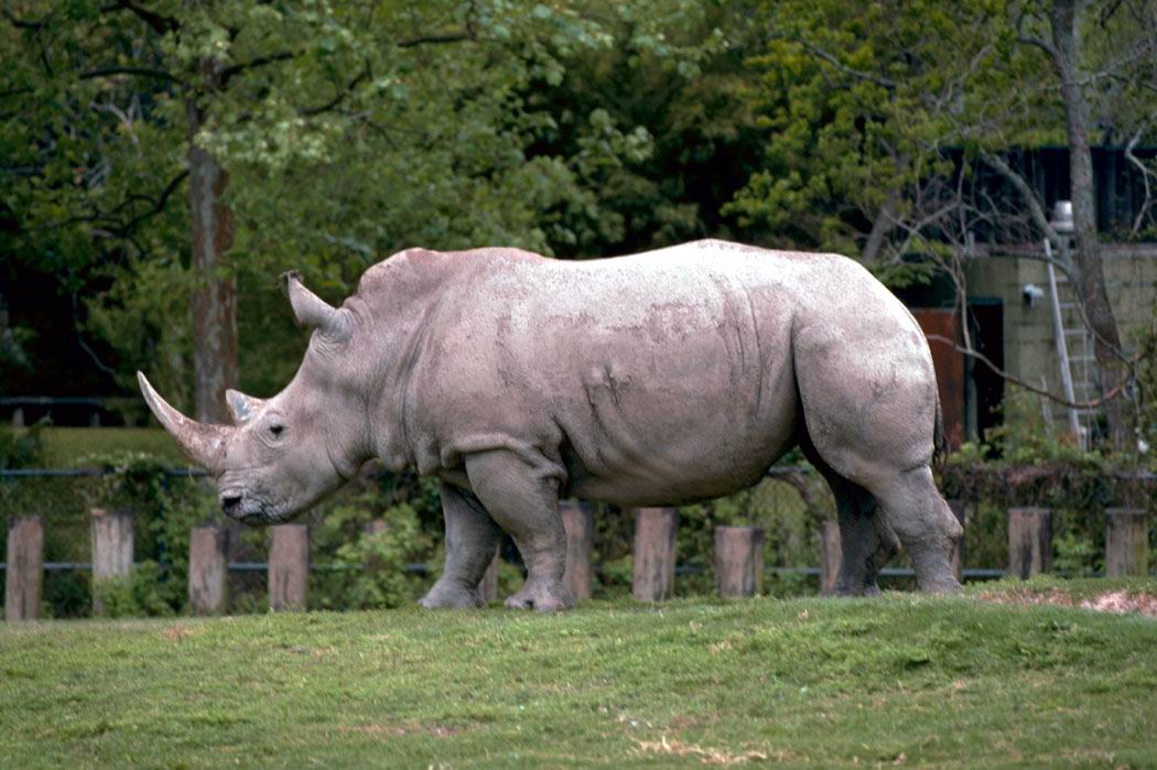 white rhinoceros mass