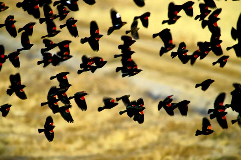 Red-winged Blackbird flock in flight (Agelaius phoeniceus) {!--붉은어깨찌르레기사촌-->; DISPLAY FULL IMAGE.