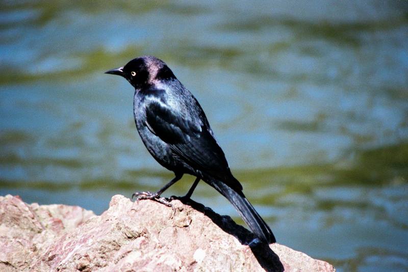 Brewer's Blackbird (Euphagus cyanocephalus) {!--검은찌르레기사촌-->; DISPLAY FULL IMAGE.