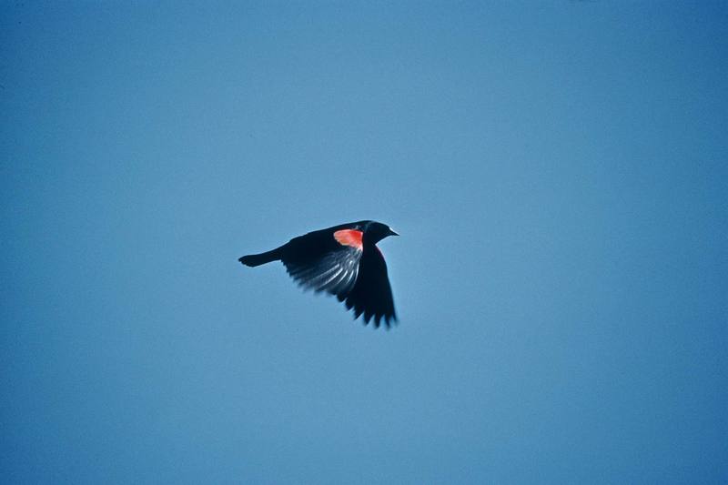 Red-winged Blackbird in flight (Agelaius phoeniceus) {!--붉은어깨찌르레기사촌-->; DISPLAY FULL IMAGE.