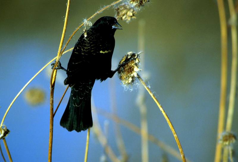Red-winged Blackbird (Agelaius phoeniceus) {!--붉은어깨찌르레기사촌-->; DISPLAY FULL IMAGE.
