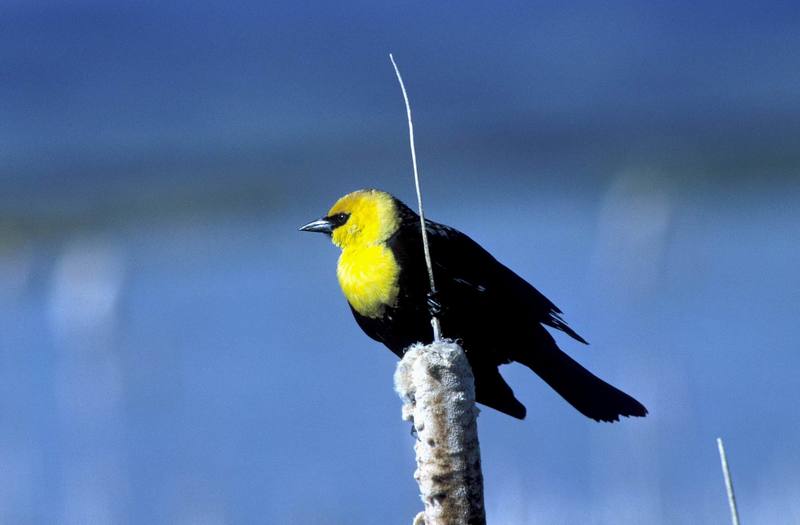 Yellow-headed Blackbird (Xanthocephalus xanthocephalus) {!--노란머리찌르레기사촌-->; DISPLAY FULL IMAGE.