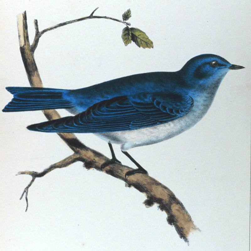 [Illust] Mountain Bluebird (Sialia currucoides) {!--산파랑지빠귀-->; DISPLAY FULL IMAGE.