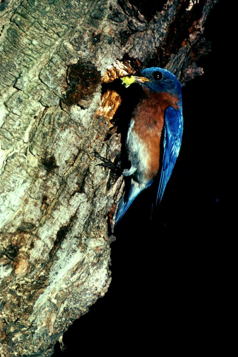 Eastern Bluebird (Sialia sialis) {!--동부파랑지빠귀-->; DISPLAY FULL IMAGE.