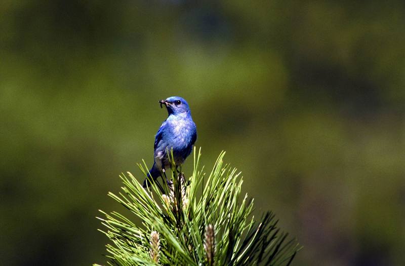 Mountain Bluebird (Sialia currucoides) {!--산파랑지빠귀-->; DISPLAY FULL IMAGE.