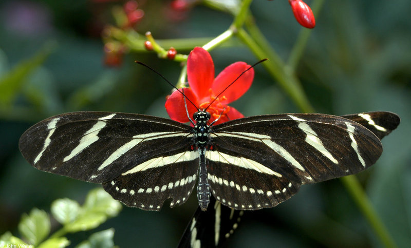 Zebra Longwing Butterfly (Heliconius charithonia) 009; DISPLAY FULL IMAGE.