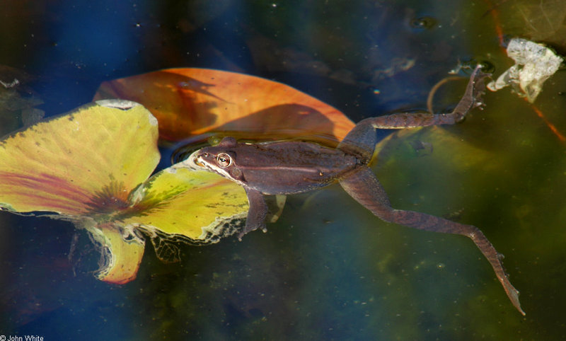 wood frog (Rana sylvatica); DISPLAY FULL IMAGE.