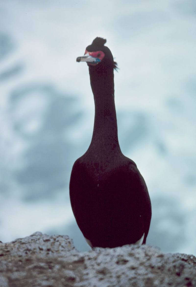 Red-faced Cormorant (Phalacrocorax urile) {!--붉은뺨가마우지-->; DISPLAY FULL IMAGE.