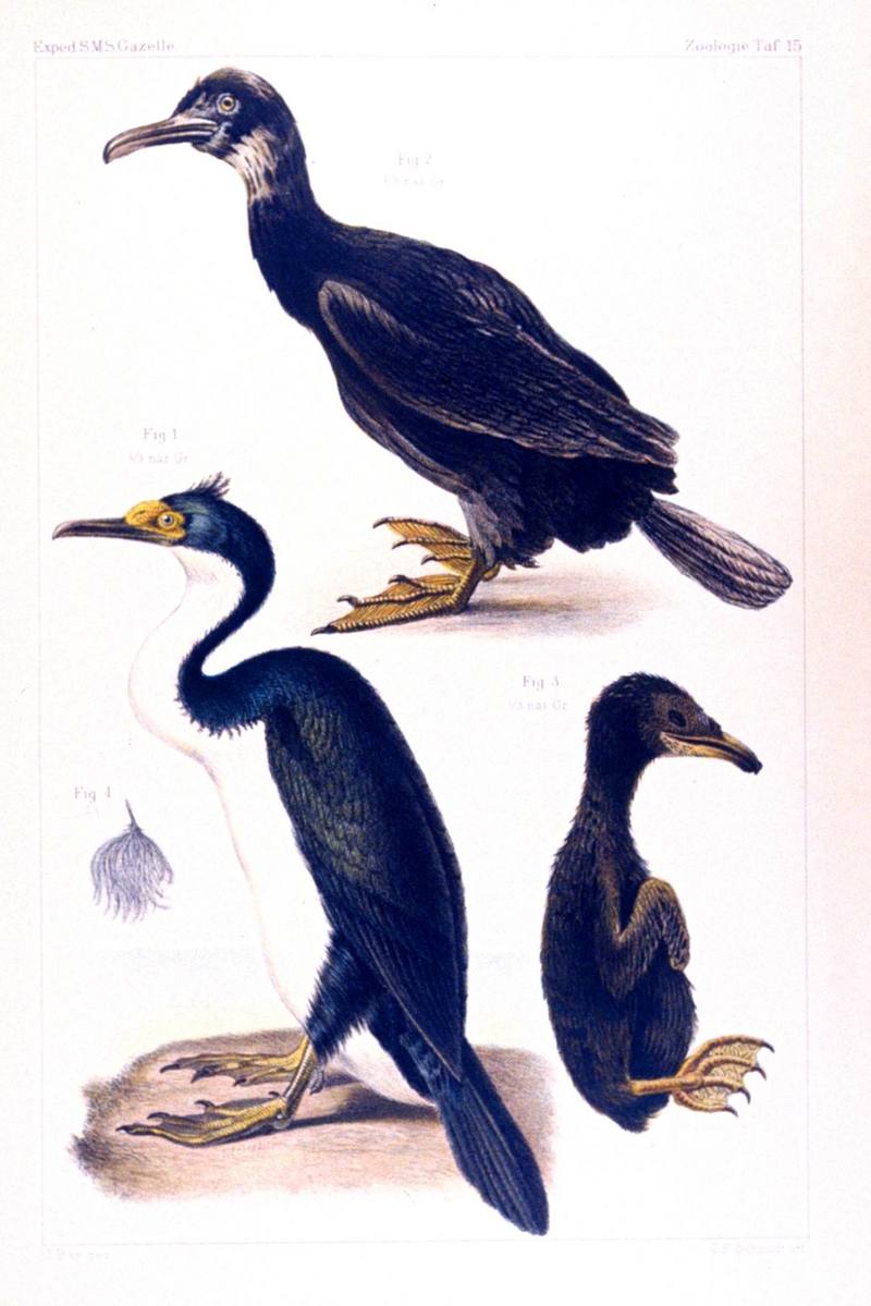 Cormorant (Phalacrocorax sp.) {!--가마우지류-->; DISPLAY FULL IMAGE.