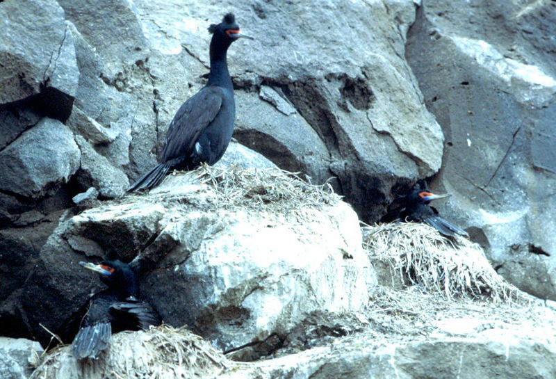 Red-faced Cormorant nests (Phalacrocorax urile) {!--붉은뺨가마우지-->; DISPLAY FULL IMAGE.
