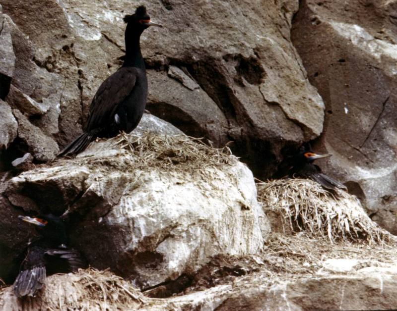 Red-faced Cormorant nests (Phalacrocorax urile) {!--붉은뺨가마우지-->; DISPLAY FULL IMAGE.
