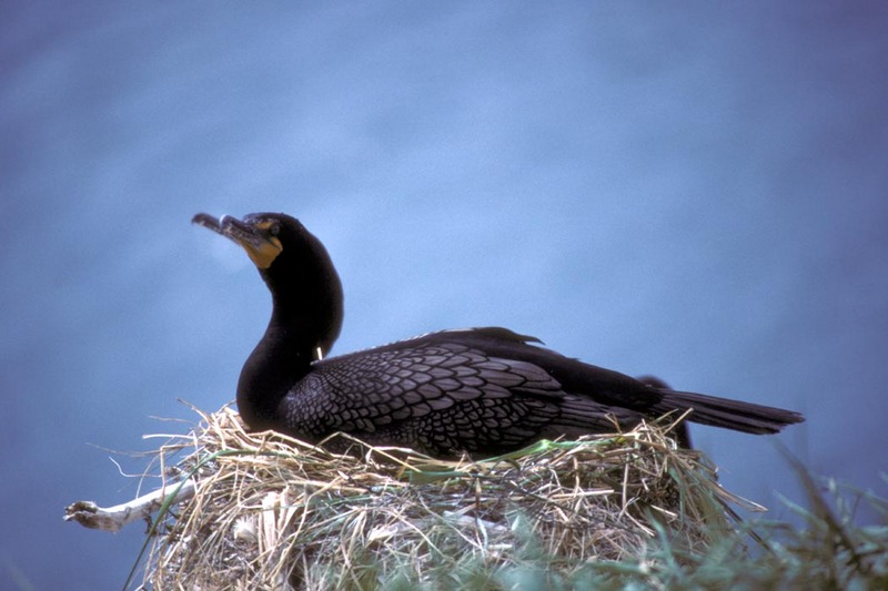 Double-crested Cormorant on nest (Phalacrocorax auritus) {!--쌍뿔가마우지-->; DISPLAY FULL IMAGE.