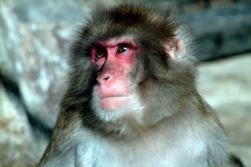 Japanese Macaque (Macaca fuscata); DISPLAY FULL IMAGE.