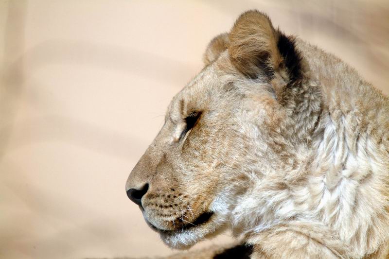 Young African Lion (Panthera leo); DISPLAY FULL IMAGE.