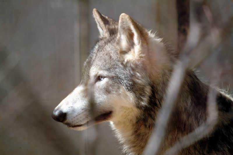 Timber Wolf (Canis lupus lycaon); DISPLAY FULL IMAGE.