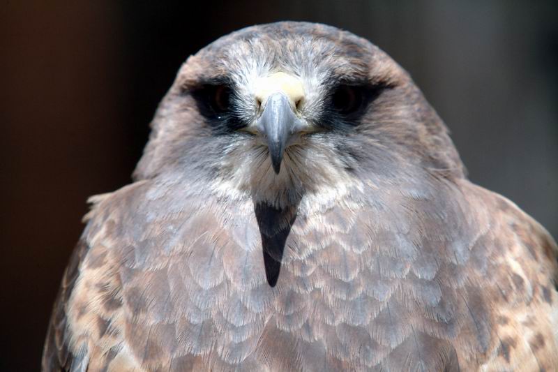 Swainson's Hawk (Buteo swainsoni); DISPLAY FULL IMAGE.
