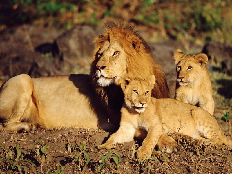 [Daily Photo CD03] African Lion family, Masai Mara, Kenya; DISPLAY FULL IMAGE.