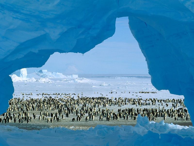 [Daily Photo CD03] Penguins, Atka Bay, Weddell Sea, Antarctica; DISPLAY FULL IMAGE.