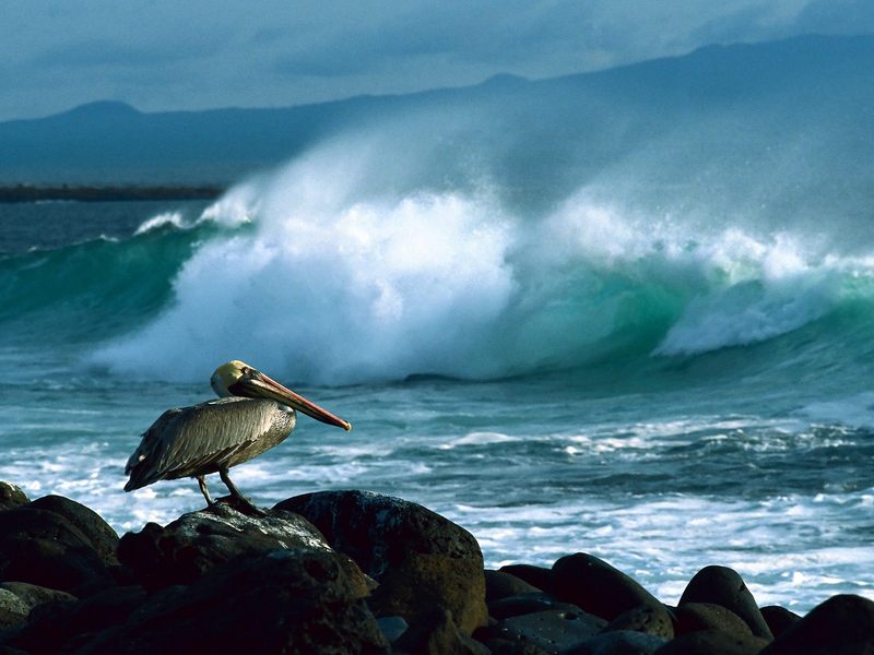 [Daily Photo CD03] Brown Pelican, Galapagos; DISPLAY FULL IMAGE.