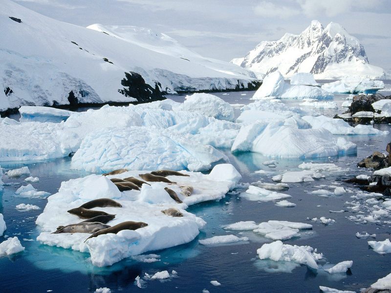 [Daily Photo CD03] Crab-Eater Seal Group, Peterman Island, Antarctic Peninsula; DISPLAY FULL IMAGE.