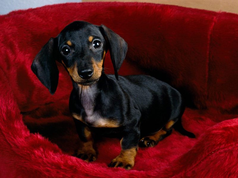 [Daily Photo CD03] Dachshund Puppy; DISPLAY FULL IMAGE.
