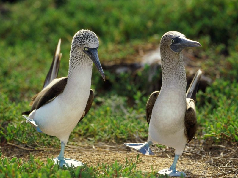 [Daily Photo CD03] Dancing Blue-Footed Booby pair; DISPLAY FULL IMAGE.