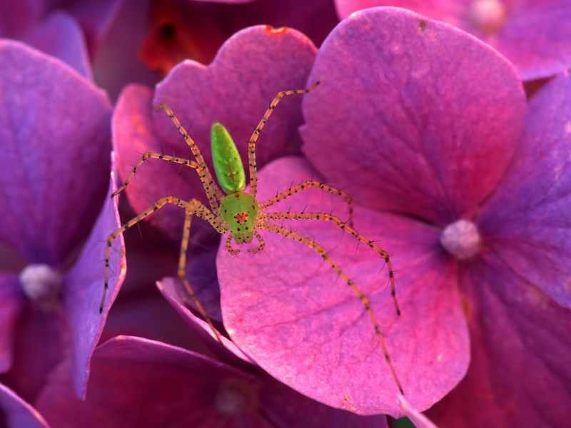 [Daily Photo CD03] Green Lynx Spider; DISPLAY FULL IMAGE.