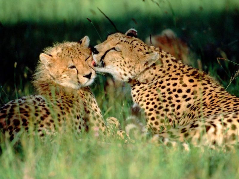 [Daily Photo CD03] Grooming Cheetahs, Kenya; DISPLAY FULL IMAGE.