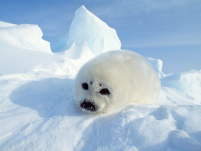 [Daily Photo CD03] Harp Seal Pup, Gulf of St. Lawrence, Canada; DISPLAY FULL IMAGE.