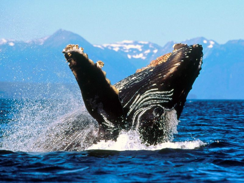 [Daily Photo CD03] Humpback Whale, Alaska; DISPLAY FULL IMAGE.